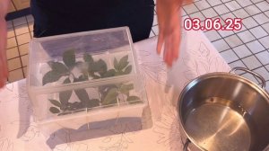 Черенкование гортензий, укоренение, результат в конце