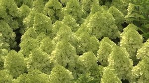 Обзор сортов гортензий в Садовом центре Веры Глуховой