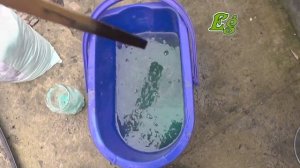 КАК ИЗБАВИТЬСЯ ОТ МХА И ЛИШАЙНИКОВ НА ДЕРЕВЬЯХ