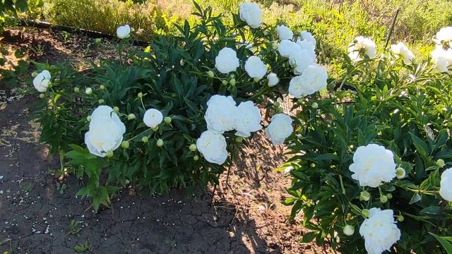 Цветение пионов и клематисов... Красота 😘💞 необыкнов смотреть онлайн