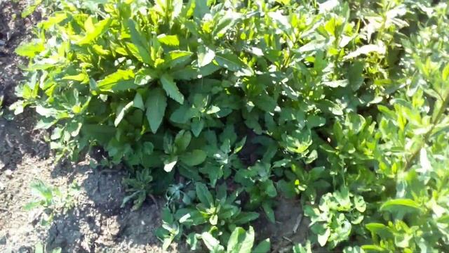 /Окучил картофель/одна делянка смотреть онлайн