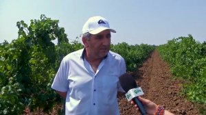 Как выращивают виноград на Ставрополье?