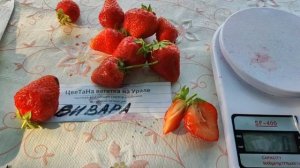 Крупная ремонтантная очень вкусная земляника Вивара