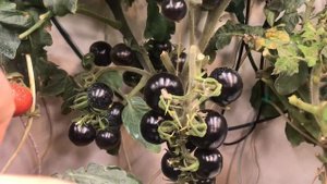 5 томатов на гидропонике