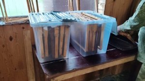 Откачка меда в ноябре #пчеловодство #мед#пчелы