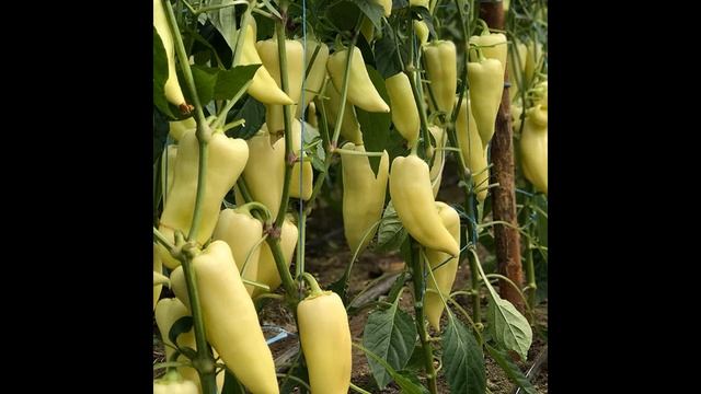 ВСЕ ДАЧНИКИ СБИЛИ СВОИ НОГИ В ПОИСКЕ ЭТИХ СОРТОВ! Самы? смотреть онлайн