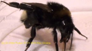 Как Живут Шмели? Кто Такой Шмель Кукушка? Знаете?