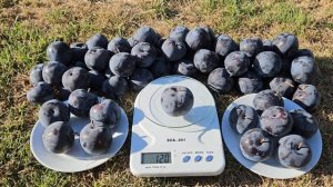 Слива Блек Амбер.