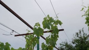 Сорт винограда Памяти учителя. 🍇 Описание сорта вино?