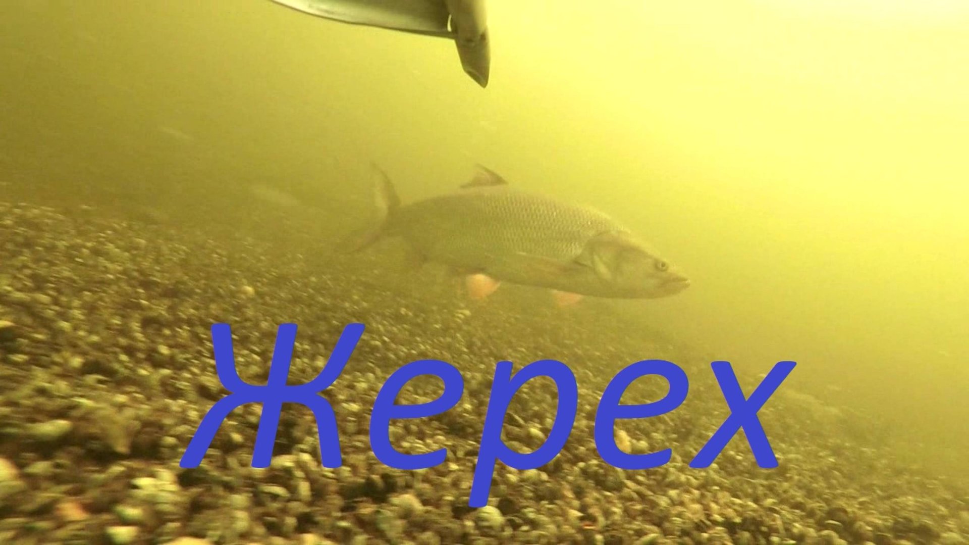 Подводная охота на жереха. смотреть онлайн