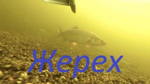 Подводная охота на жереха.