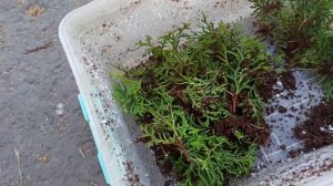 Черенкование туй. Мой первый опыт😉😁