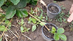 СЕКРЕТНЫЙ СУПЕР СОРТ КЛУБНИКИ 🍓👍😋ФЛОРИДА-БЬЮТИ🍓?