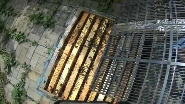 Борьба с клещом Варроа перед медосбором смотреть онлайн