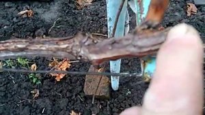 Виноград Аркадия. Метод вызревания .После обрезки.