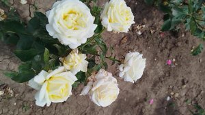 Чайно гибридная роза 🌹 Ариана де Родшильд.