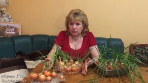 Зимняя посадка лука . Почему  не растет? Лук на выгонку