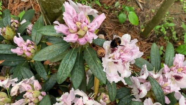 Рододендрон Кальсап цветение 24.05-02.06.25