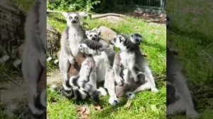 🐾 Лемуры живут большими дружными семействами. ☺️😉🐒🦍
