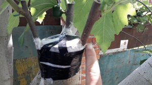 Инжир ,прививка трёх сортов. Промежуточный результат.