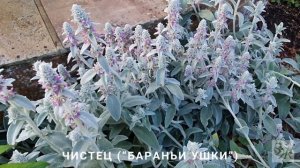 Сиреневая роза НОВАЛИС (Посейдон) 💜 Сорта Роз #Novalis #ро