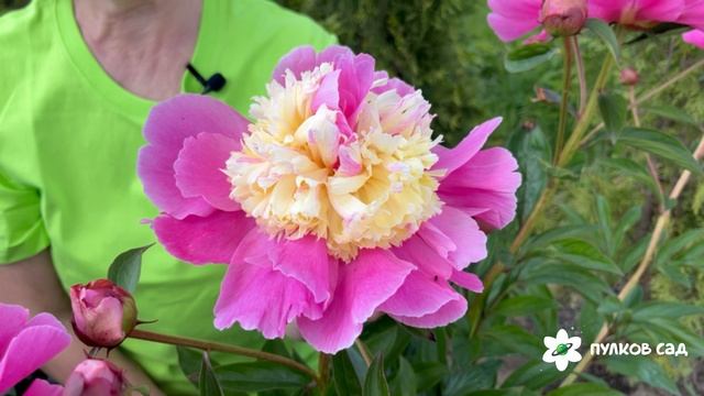 Beautiful Senorita peony. Бьютифул Сенорита пион. Пулков сад (2025 г.) смотреть онлайн