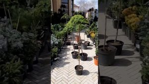 ❤🌲Хвойные растения на штамбе | Telegram:  https://t.me/love_is_hvoiny_d