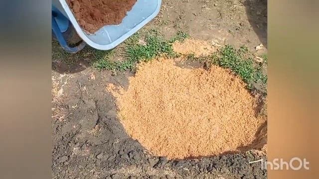 Наш первый опыт посадки голубики