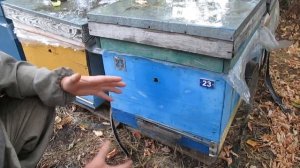 Пчелиное воровство. Почему пчёлы нападают и что делат?