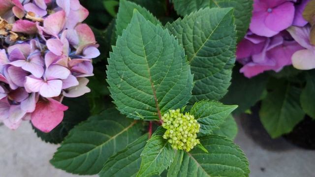 Моя коллекция крупнолистных гортензий (2часть)🌺🌺🌺? смотреть онлайн