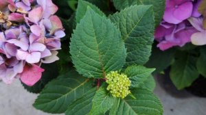 Моя коллекция крупнолистных гортензий (2часть)🌺🌺🌺?