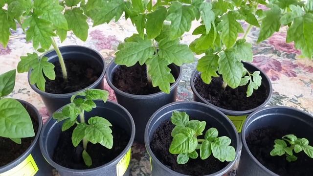 Эта подкормка для рассады творит чудеса смотреть онлайн