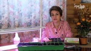 Ваша рассада не будет вытягиваться, если вы будете вып