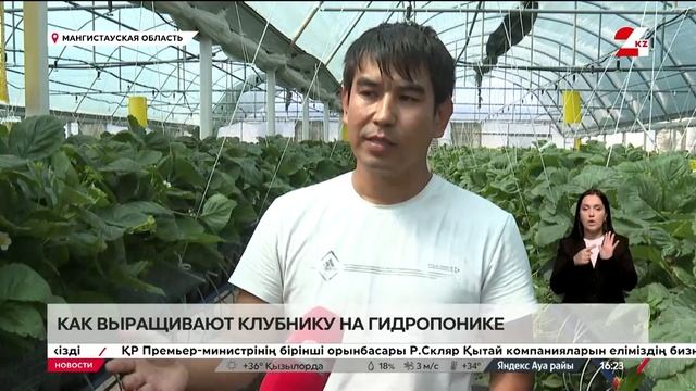 Клубнику на гидропонике начали выращивать в Мангиста? смотреть онлайн