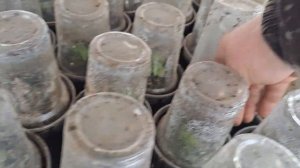 Размножение малины крапивкой из маточного корня,  рез?