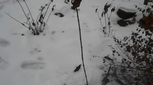 Обрезка гортензии ванилла фрайз в декабре.