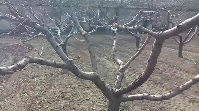 Ростовая почка открылась пора опрыскивать ПЕРСИК (100% смотреть онлайн