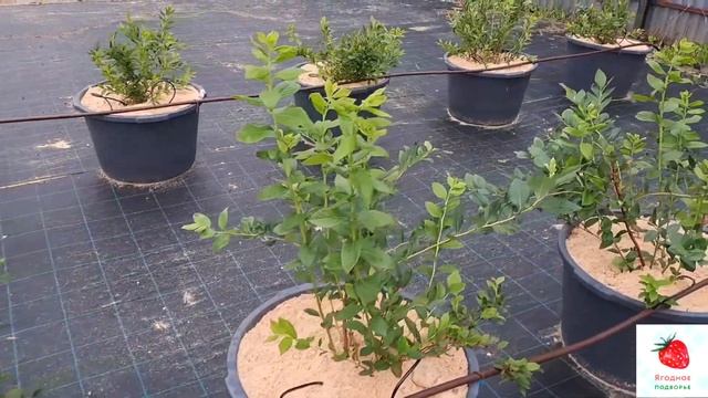 Голубика в ведрах - начинаем новый проект смотреть онлайн