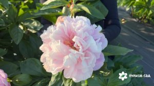 H1 Number peony. Аш Уан Намбер пион. Пулков сад (2025 г.)