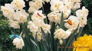 Нарцисс махровый Сэр Уинстон Черчилль 🌿 обзор: как са