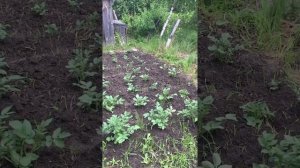 мини-теплица для огурцов.