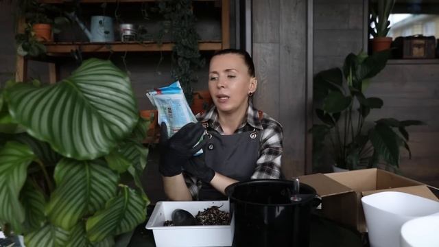 Мои УСЛОВИЯ для КАЛАТЕИ ОРБИФОЛИИ / ПЕРЕСАДКА калатеи смотреть онлайн