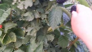 Ежевика Прайм арк Фридом