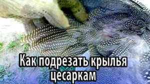 Как по правилам подрезать крылья цесаркам