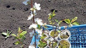 Подвой Бест-3.