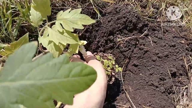 Пересадка помидор смотреть онлайн