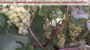 24 июля начинает созревать виноград Белоснежка. Красив