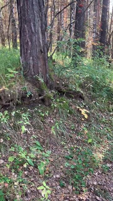 Мои душевные мУки. Мамина яблоня и сообщество соседей. смотреть онлайн