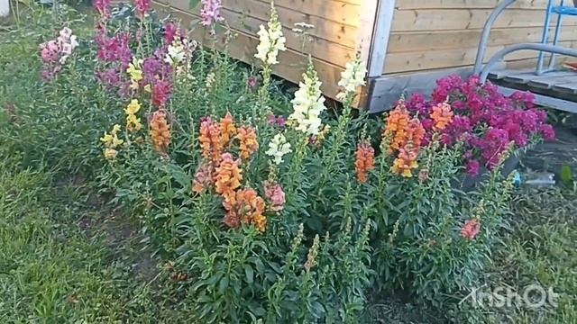 Однолетние цветы сезон 2025🌸Ожидание и реальность смотреть онлайн