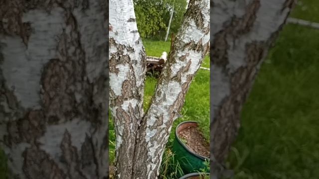 Спиленная берёза пустила молодые побеги. смотреть онлайн